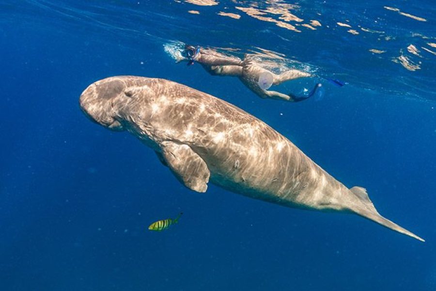 MARSA MUBARAK SNORKELING WITH DUGONG AND TURTLES IN MARSA ALAM