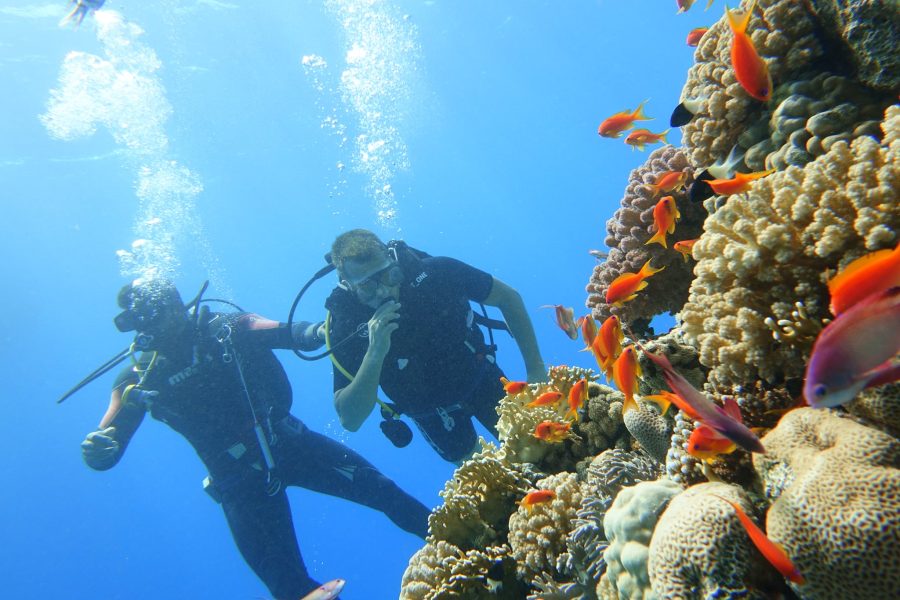 SNURKOWANIE GŁĘBINOWE W SHARM EL SHEIKH