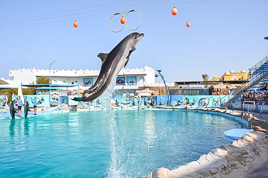 SPECTACOL CU DELFINI ÎN SHARM EL SHEIKH