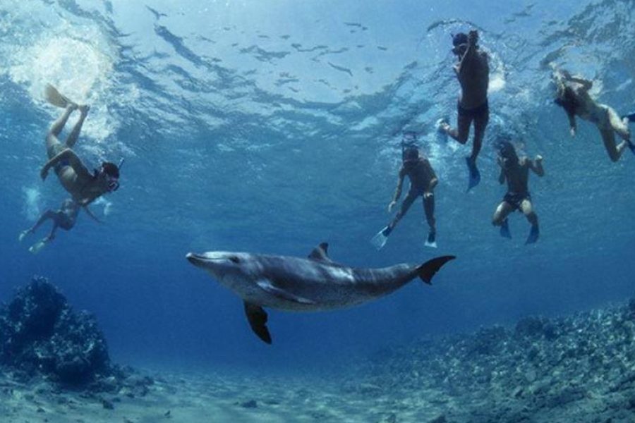 Rafa Delfinów Sataya